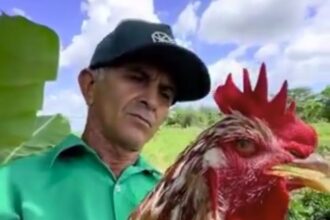 A farmer in Brazil proudly showcased a giant chicken the size of a child. The viral clip, viewed 590,000 times on X, features the farmer holding the colossal bird, sparking humorous comments about its size and resemblance to a velociraptor.