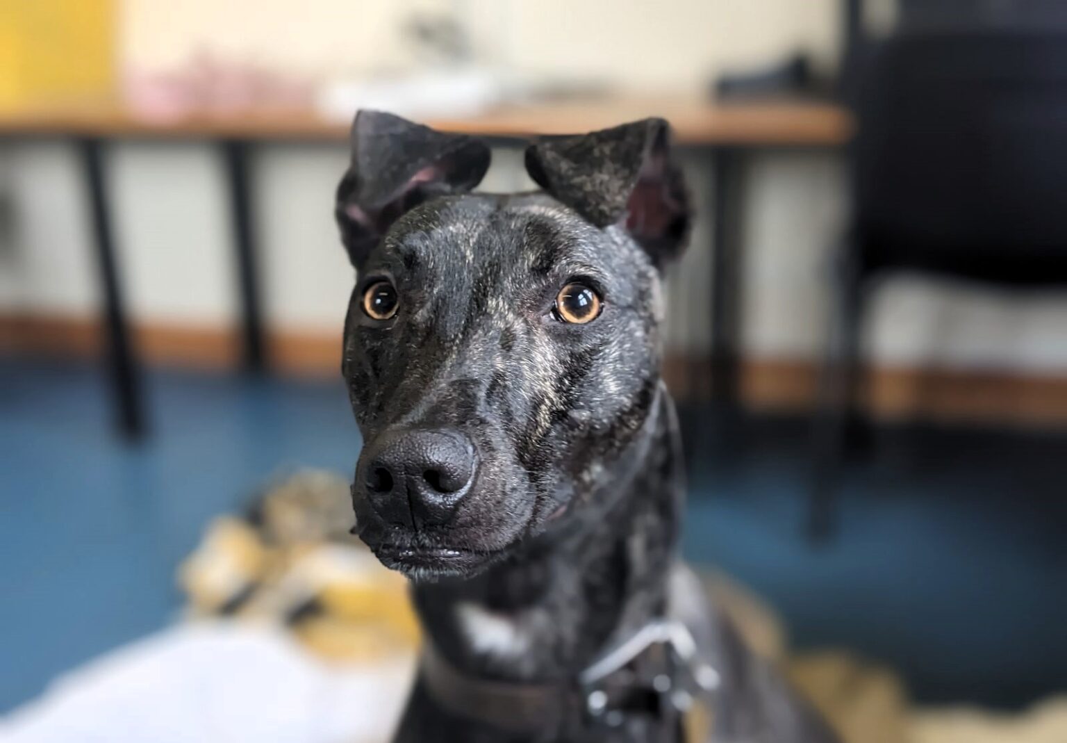 Betsy, a scared whippet lurcher cross, seeks a loving home with a confident dog to help her overcome fears after nearly a year in kennels. Currently at RSPCA Great Ayton.