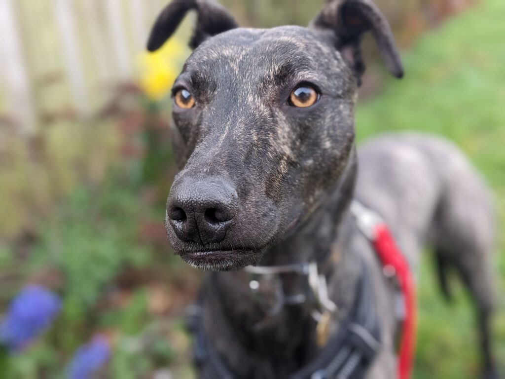 Betsy, a scared whippet lurcher cross, seeks a loving home with a confident dog to help her overcome fears after nearly a year in kennels. Currently at RSPCA Great Ayton.