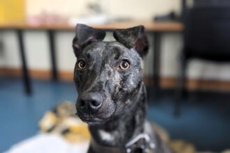 Betsy, a scared whippet lurcher cross, seeks a loving home with a confident dog to help her overcome fears after nearly a year in kennels. Currently at RSPCA Great Ayton.