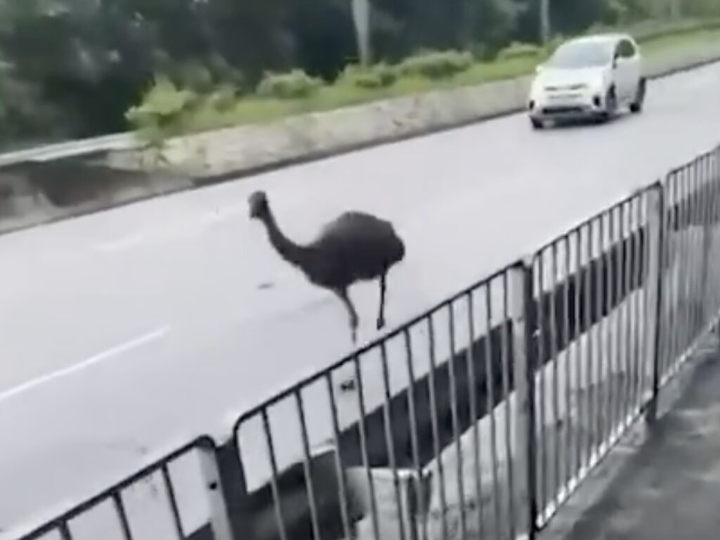 An emu was spotted running along a motorway in Tin Shui Wai, Hong Kong, surprising authorities and passers-by. The bird, reportedly escaped from a private farm, was eventually caught by officials.