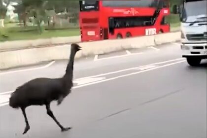 An emu was spotted running along a motorway in Tin Shui Wai, Hong Kong, surprising authorities and passers-by. The bird, reportedly escaped from a private farm, was eventually caught by officials.