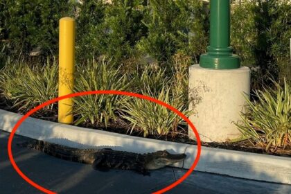 A surprise visitor at a Starbucks drive-thru in Florida left locals astonished as cops and firefighters were called to catch an alligator. Humorous comments ensued, with one suggesting it just wanted a Frappuccino. The gator was safely relocated to a nearby pond.