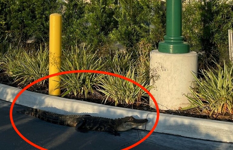 A surprise visitor at a Starbucks drive-thru in Florida left locals astonished as cops and firefighters were called to catch an alligator. Humorous comments ensued, with one suggesting it just wanted a Frappuccino. The gator was safely relocated to a nearby pond.