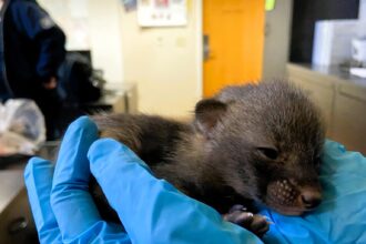 The Arizona Humane Society received a surprise when 'kittens' turned out to be baby grey foxes. They urge people not to intervene with wild animals, emphasizing the importance of leaving them for their mother to return. The foxes were transferred to Southwest Wildlife for proper care and eventual release into the wild.