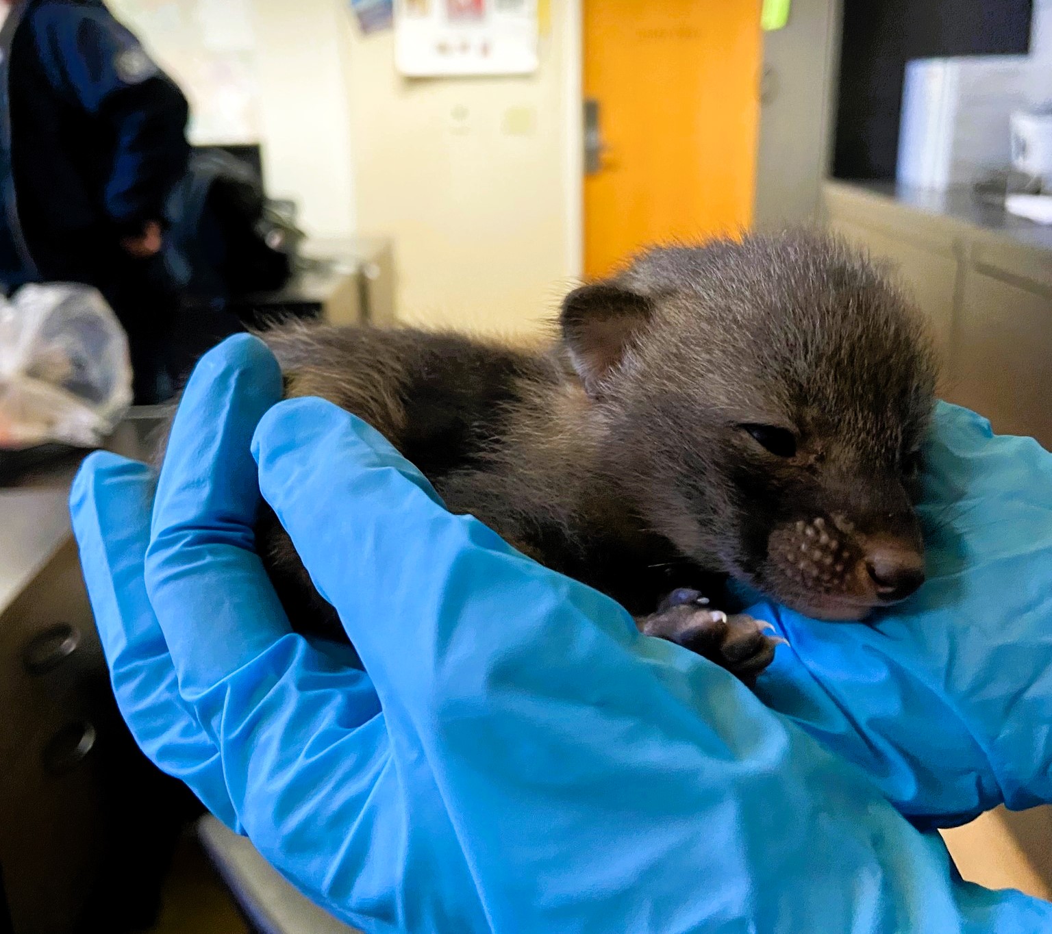 The Arizona Humane Society received a surprise when 'kittens' turned out to be baby grey foxes. They urge people not to intervene with wild animals, emphasizing the importance of leaving them for their mother to return. The foxes were transferred to Southwest Wildlife for proper care and eventual release into the wild.