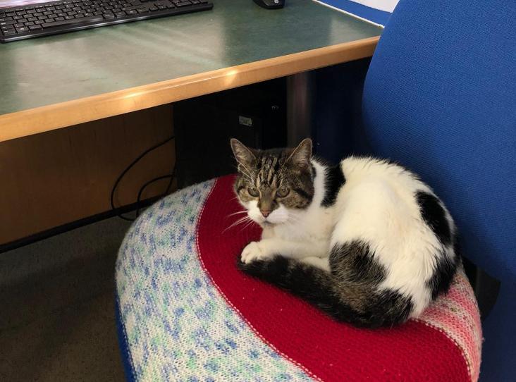 Unlucky 16-year-old cat Judy, abandoned twice, seeks a new home. RSPCA Isle of Thanet aims to find her a loving owner.