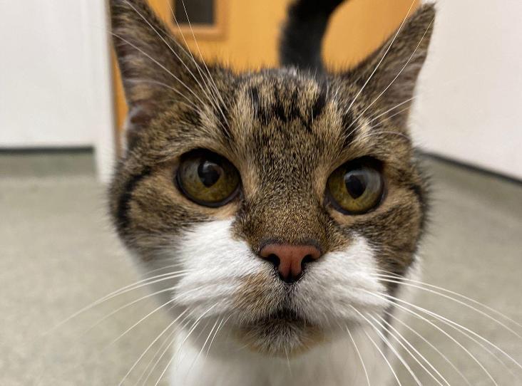 Unlucky 16-year-old cat Judy, abandoned twice, seeks a new home. RSPCA Isle of Thanet aims to find her a loving owner.