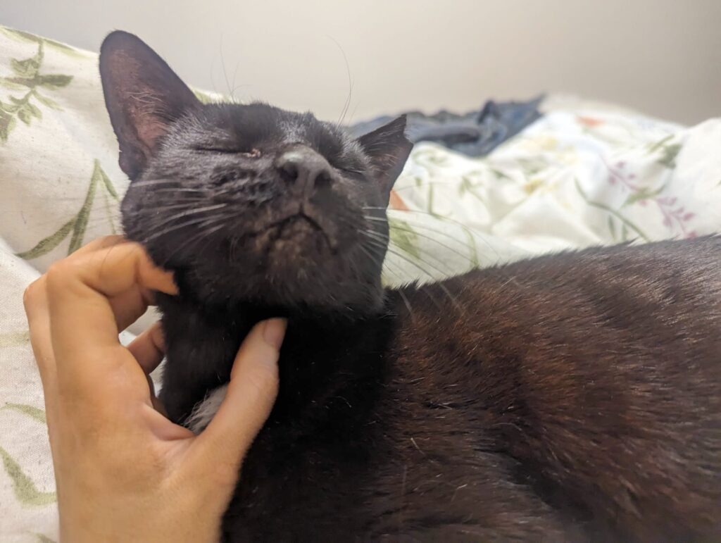 Blackie, an eight-year-old cat with asthma, struggles to find a loving home despite improved health. Potential adopters have overlooked him at RSPCA Wimbledon, Wandsworth, and Sutton Branch.
