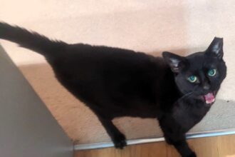 Blackie, an eight-year-old cat with asthma, struggles to find a loving home despite improved health. Potential adopters have overlooked him at RSPCA Wimbledon, Wandsworth, and Sutton Branch.