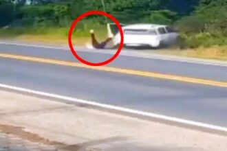 A couple's heated argument took a dangerous turn when they both fell out of their moving car. The incident, captured on camera, occurred during a dispute on a highway in São João Batista, Brazil. Authorities are investigating the circumstances surrounding the incident.