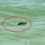 A Morelet's crocodile was seen swimming near a tourist beach in Celestún, Mexico, prompting quick action from beachgoers. The reptile likely ventured from the nearby Ría Celestún Biosphere Reserve.