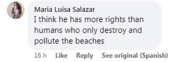 Social media comment on the post of A Morelet's crocodile was seen swimming near a tourist beach in Celestún, Mexico, prompting quick action from beachgoers. The reptile likely ventured from the nearby Ría Celestún Biosphere Reserve.