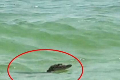 A Morelet's crocodile was seen swimming near a tourist beach in Celestún, Mexico, prompting quick action from beachgoers. The reptile likely ventured from the nearby Ría Celestún Biosphere Reserve.