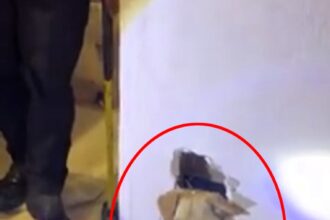 Firefighters rescue trapped dog named Faye from inside wall at family's home near Los Angeles after two-hour ordeal.