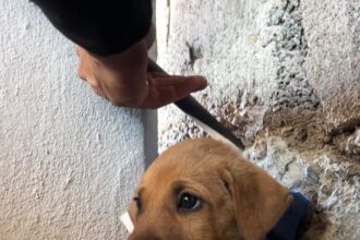 Fashion model rescues puppy stuck in a wall, showcasing heartwarming bond between man and dog.
