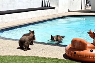 A surprising sight unfolded as a mama bear and her cubs decided to cool off in a homeowner's swimming pool. Filmed in Monrovia, California, the adorable moment captured the mama bear taking a leisurely dip while her curious cubs watched nervously from the poolside.