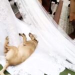 During Maire Izabela Cortez Calegari and Cleiton Henrique Castro’s wedding in Brazil, a playful dog gatecrashed the ceremony, rolling around on the bride's silky white dress as she walked down the aisle, creating a hilarious and heartwarming moment.