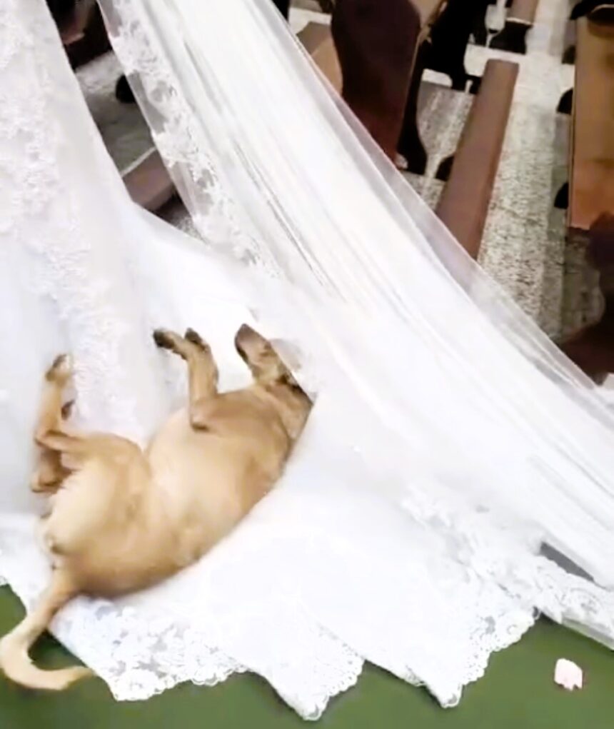 During Maire Izabela Cortez Calegari and Cleiton Henrique Castro’s wedding in Brazil, a playful dog gatecrashed the ceremony, rolling around on the bride's silky white dress as she walked down the aisle, creating a hilarious and heartwarming moment.