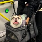 Dog surprises commuters by "talking" on a bus, leaving passengers amused. Video of his antics goes viral, garnering millions of views.