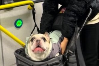 Dog surprises commuters by "talking" on a bus, leaving passengers amused. Video of his antics goes viral, garnering millions of views.