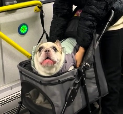 Dog surprises commuters by "talking" on a bus, leaving passengers amused. Video of his antics goes viral, garnering millions of views.