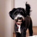 Mailo, the dog, amused everyone when he was caught wearing his grandma's false teeth around the house, a moment captured in an adorable video that has gone viral.