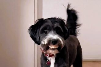 Mailo, the dog, amused everyone when he was caught wearing his grandma's false teeth around the house, a moment captured in an adorable video that has gone viral.