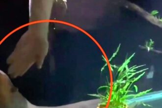 In a daring move, a man pets a 40-inch electric eel, only to be shocked and surprised by its jolt. Despite warnings, he experiences the power firsthand, sparking online mockery and warnings about the dangers involved.