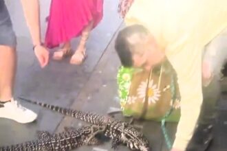 Unusual scene in Brighton as a man takes his giant lizards for a walk and even brings them on a bus, leaving onlookers stunned.
