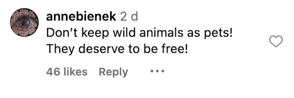 Social media comment on the post of Influencer Nouman Hassan, who keeps wild animals as pets, was slapped in the face by his cheetah in a video that sparked outrage online, highlighting the risks of domesticating wildlife.