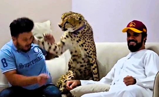 Influencer Nouman Hassan, who keeps wild animals as pets, was slapped in the face by his cheetah in a video that sparked outrage online, highlighting the risks of domesticating wildlife.
