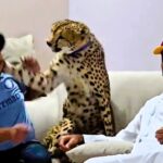 Influencer Nouman Hassan, who keeps wild animals as pets, was slapped in the face by his cheetah in a video that sparked outrage online, highlighting the risks of domesticating wildlife.