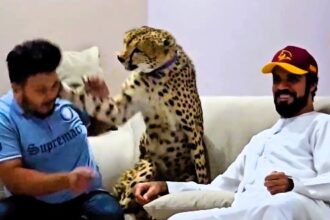 Influencer Nouman Hassan, who keeps wild animals as pets, was slapped in the face by his cheetah in a video that sparked outrage online, highlighting the risks of domesticating wildlife.
