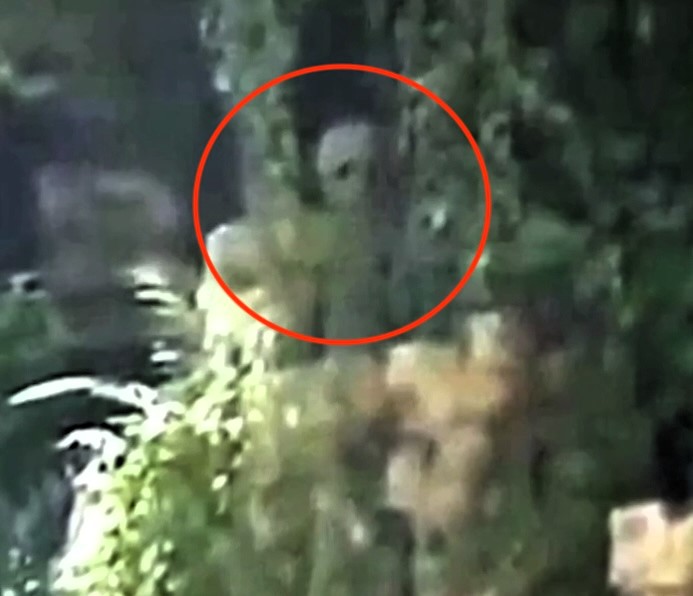 A mysterious 'alien' was spotted in the Amazon jungle, captured by a drone. The grey figure, with a bulbous head and long limbs, was filmed by conservationists, sparking discussions about extraterrestrial life.