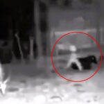 A strange figure resembling a 'goblin without arms' was caught on farm CCTV in El Salvador, sparking debate among locals and ufologists about its origins. Despite skepticism and claims of possible fabrication, the mysterious entity's appearance remains a subject of intrigue and speculation.