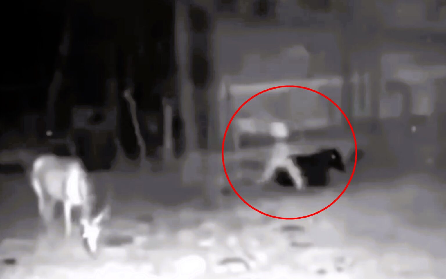 A strange figure resembling a 'goblin without arms' was caught on farm CCTV in El Salvador, sparking debate among locals and ufologists about its origins. Despite skepticism and claims of possible fabrication, the mysterious entity's appearance remains a subject of intrigue and speculation.