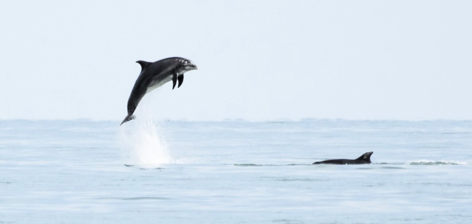 Stunning photos capture a dolphin's playful antics near a Welsh beach, appearing to 'fly' through the air. The majestic encounter delights onlookers.