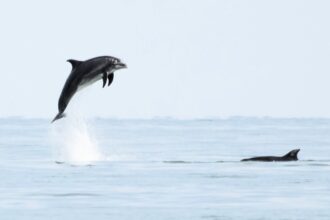 Stunning photos capture a dolphin's playful antics near a Welsh beach, appearing to 'fly' through the air. The majestic encounter delights onlookers.