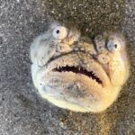 the terrifying longnosed stargazer fish found in Singapore. Venomous, bizarre, and electrifying, this rare sight has social media users vowing never to swim again.