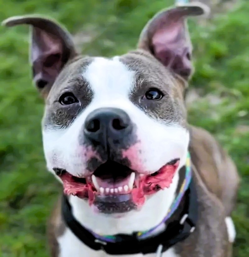 Dog finds forever home after 420 days at shelter. Four-year-old Faya, the longest resident at Humane Society of Scott County, is now with new owner Steve Macklin.