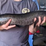 A northern snakehead fish with a snake-like head found in Missouri. This invasive species can survive out of water for days, urging vigilance and immediate action from residents.
