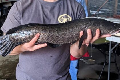 A northern snakehead fish with a snake-like head found in Missouri. This invasive species can survive out of water for days, urging vigilance and immediate action from residents.