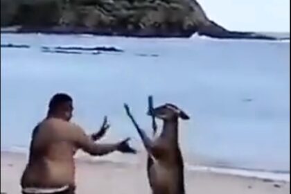 A deer turned boxer stunned beachgoers by pummeling a man on Playa Curú, Costa Rica. The wild encounter, filmed by onlookers, ended with no injuries and went viral for its unexpected hilarity.