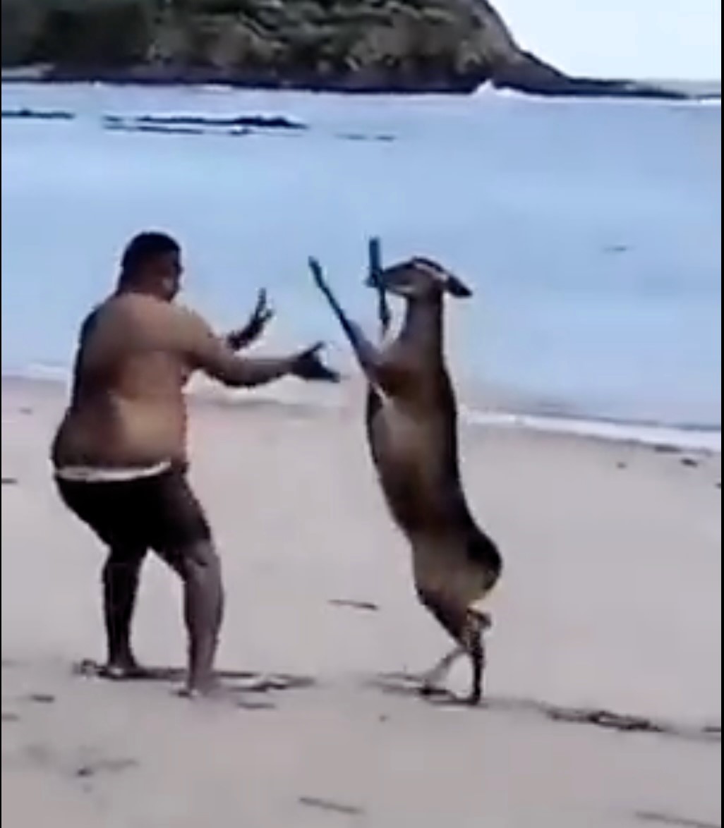 A deer turned boxer stunned beachgoers by pummeling a man on Playa Curú, Costa Rica. The wild encounter, filmed by onlookers, ended with no injuries and went viral for its unexpected hilarity.