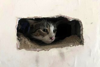 Adorable 10-month-old cat Luna rescued from chimney after falling 13ft. Thanks to quick action by fire service and Avondale Sweeps, she was safely reunited with her owners.