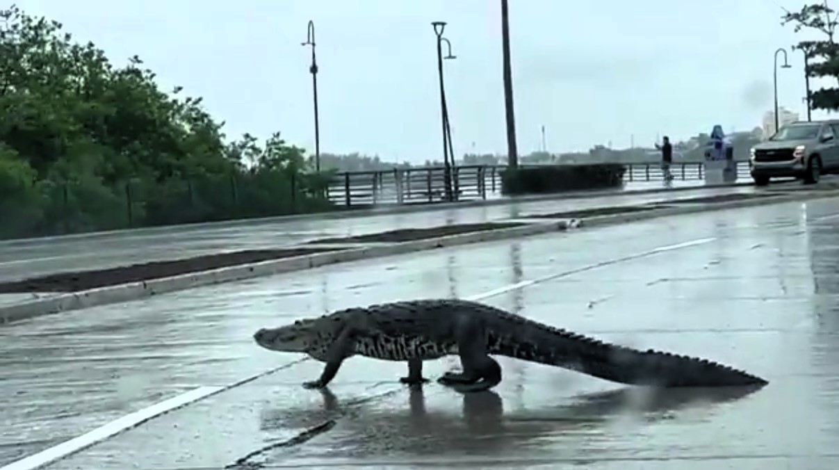 A gigantic 10-foot crocodile halted traffic on a busy road in Tampico, Mexico, during heavy rain. Rescued by firefighters, it will be relocated to a nature reserve near Altamira City.