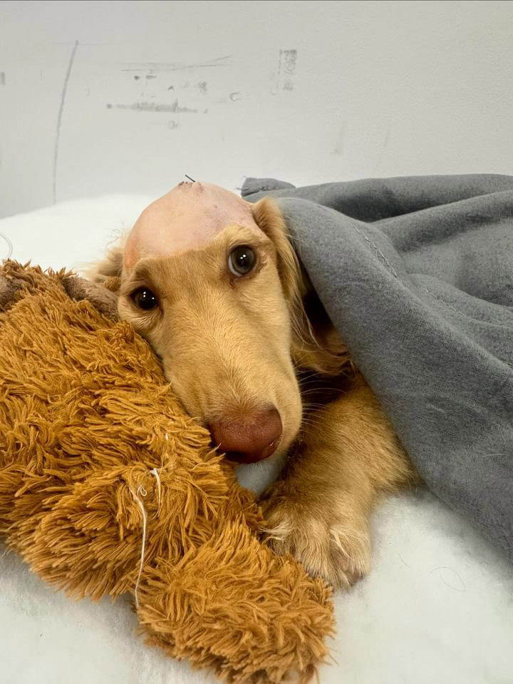 Puppy undergoes £16,000 brain surgery: TikTok video captures the dramatic rescue and recovery of dachshund Murphy, inspiring viewers and raising funds.