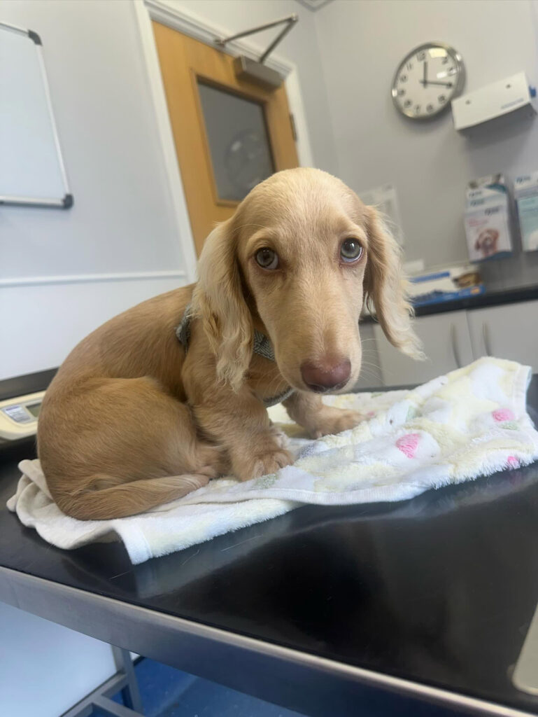 Puppy undergoes £16,000 brain surgery: TikTok video captures the dramatic rescue and recovery of dachshund Murphy, inspiring viewers and raising funds.