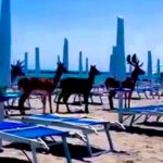 Stunned tourists watched as a herd of six deer invaded an Italian beach, frolicked in the sea, and ran along the shore. Witnessed near Venice at Lido delle Nazioni.